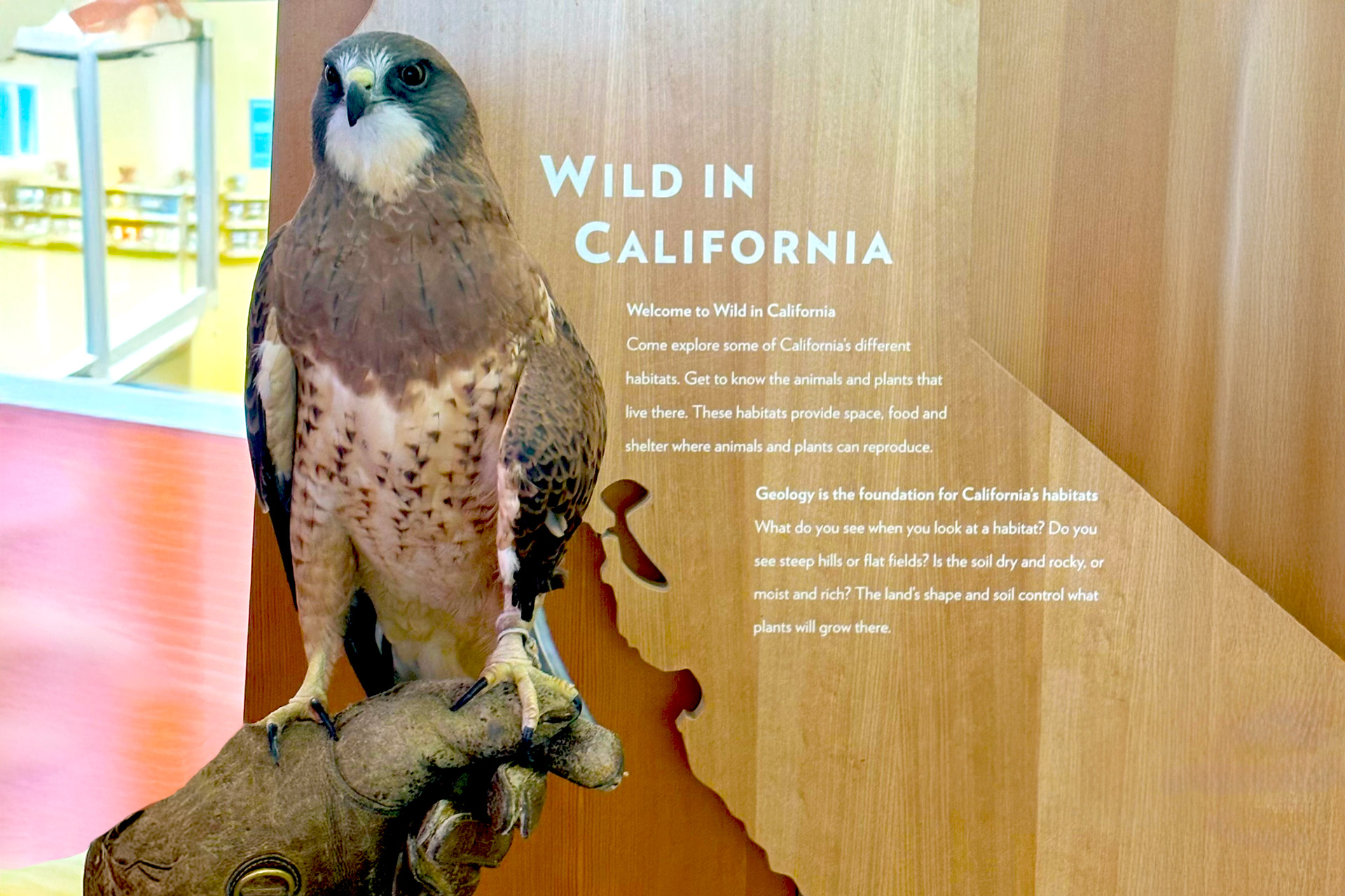 hawk Personal Responsibility for & Stewardship of Native California